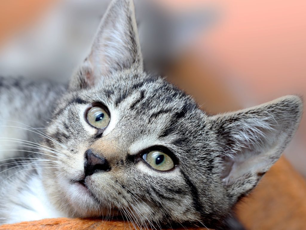 Gale Des Oreilles Du Chat Symptômes Et Traitement Mon