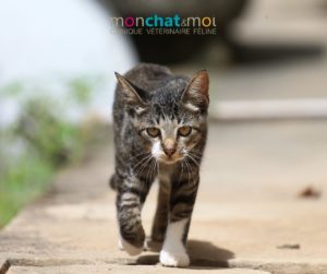 arthrose chat - mon chat et moi 