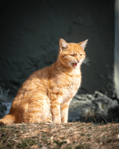 Chat qui vomit - conseil santé - mon chat et moi 