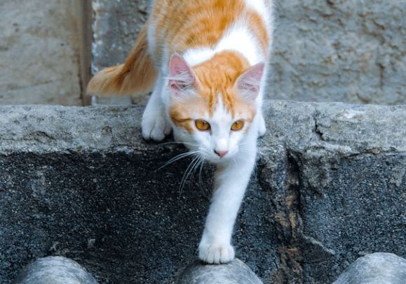 hyperesthésie féline - mon chat et moi