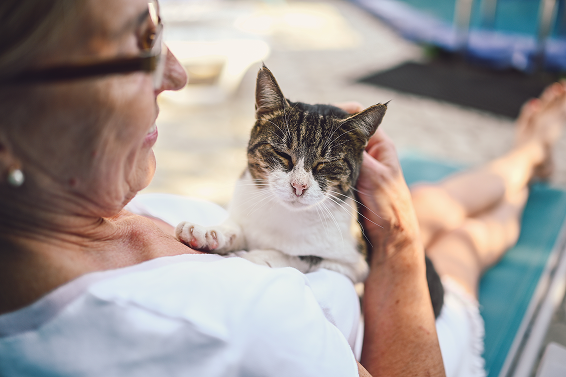 Bilan santé vieux chat