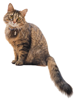 FAQ - vieux chat - mon chat et moi