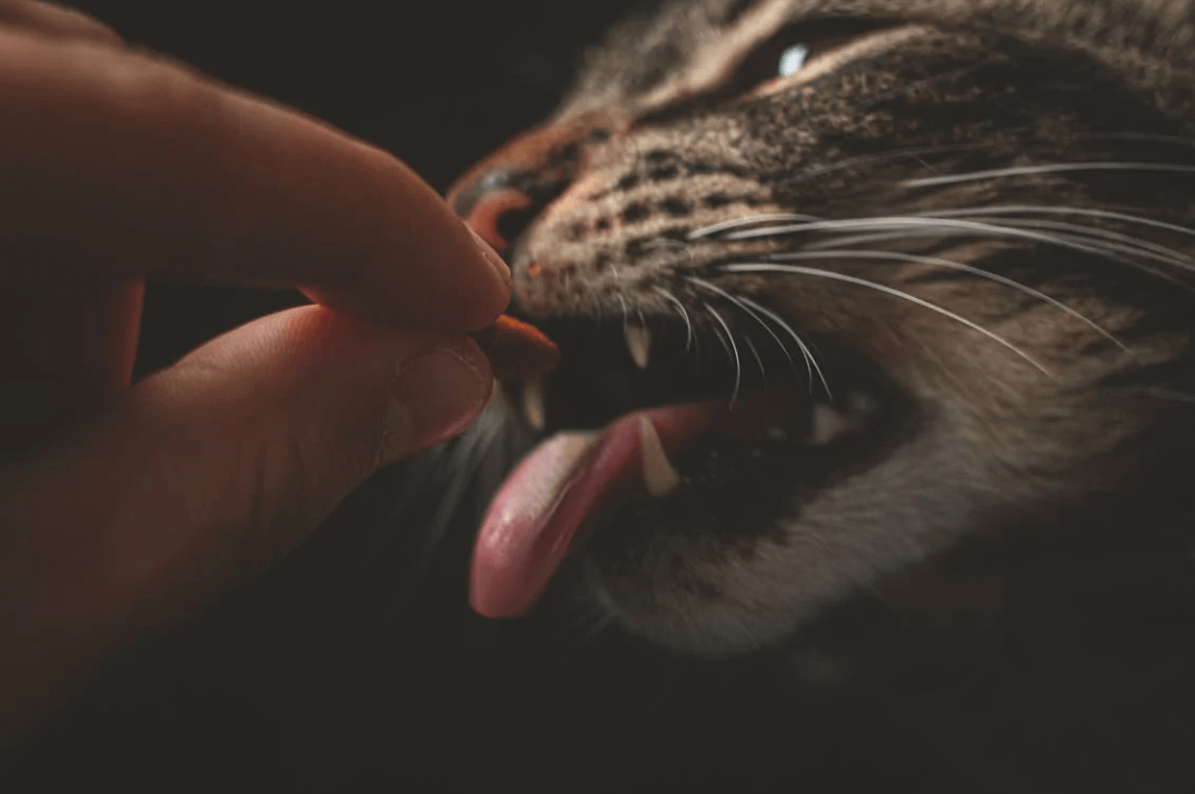 Mon chat ne mange plus ses croquettes - conseil comportement - mon chat et moi