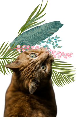 vieux chat bilan - mon chat et moi