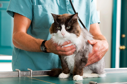 vieux chat chez le vétérinaire -mon chat et moi