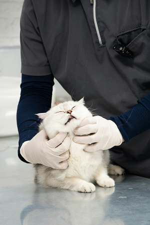chat-vétérinaire-castelnau-le-lez