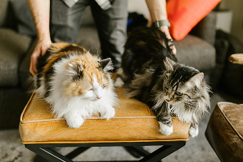 À quel âge un chat a sa taille adulte-1