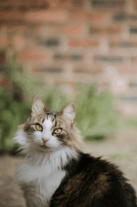 À quel âge un chat a sa taille adulte