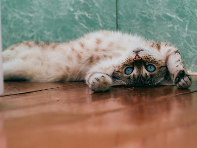 Comment calculer l’âge d’un chat-1