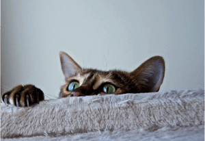 Comment calculer l’âge d’un chat