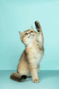 Comment calculer l’âge d’un chat à partir de ses dents