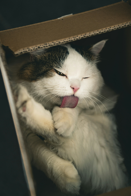 chat-qui-bave-mon-chat-et-moi