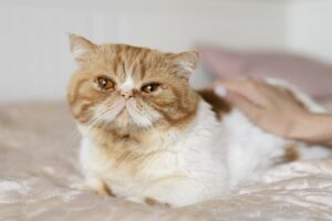 poids du chat sénior