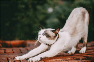 taille adulte chat