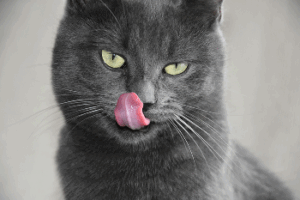 pourquoi-mon-chat-bave