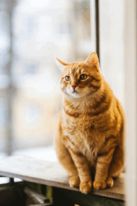 Poids du chat en fonction de l'age