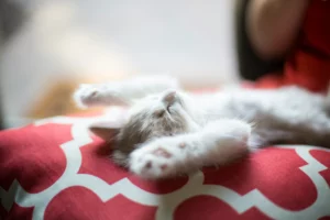 Chaton qui dort - Mon chat et moi 
