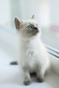 Adopter un chaton - Mon chat et moi 