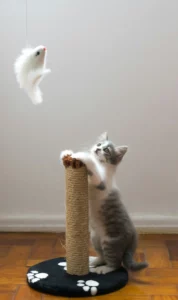 Jouer avec un chaton - Mon chat et moi 3
