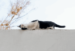 Langage corporel du chat-1