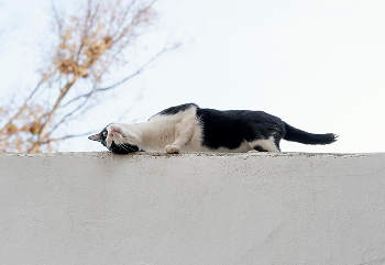Langage corporel du chat-1