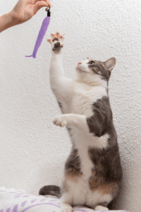Langage corporel du chat-2