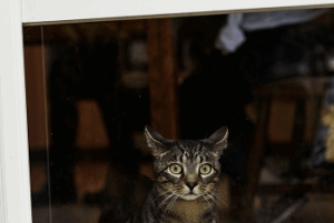 Langage corporel du chat