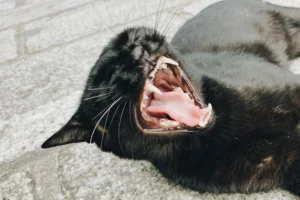 Mon chat éternue - Mon chat et moi