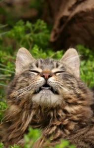 Mon chat éternue - Mon chat et moi