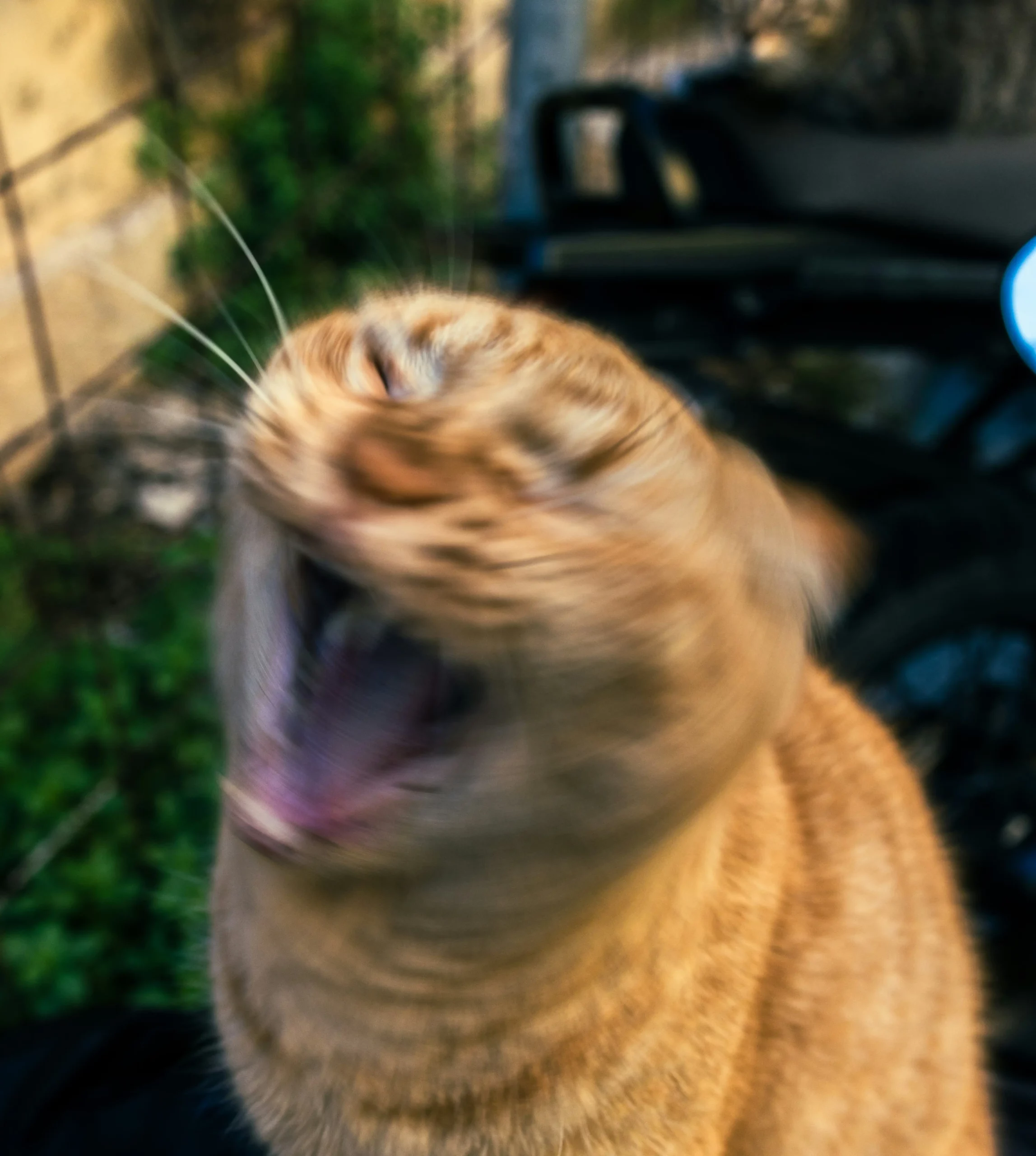 Mon chat éternue - Mon chat et moi