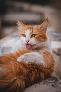 puce du chat - lésion cutanées - mon chat et moi