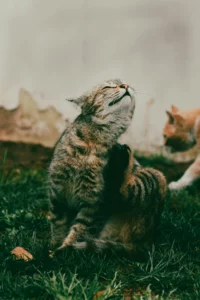 Puce du chat — grattage intensif