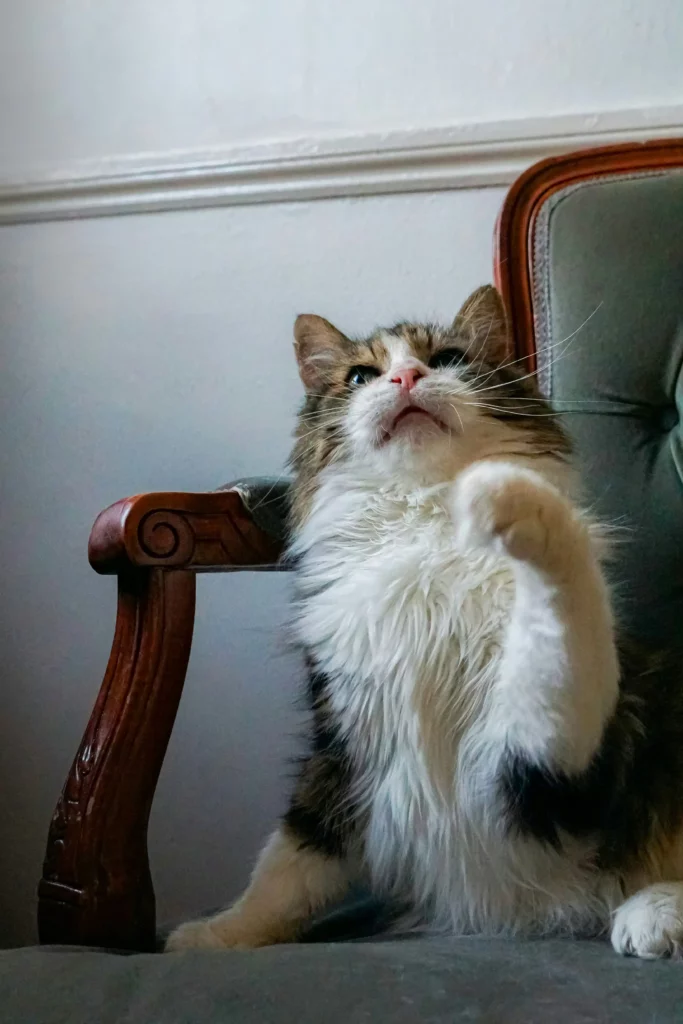 Vieux chat poils collés — inconfort - mon chat et moi