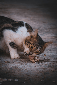 aliments interdits pour les chats - mon chat et moi-3