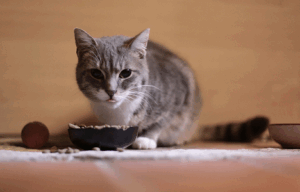 aliments interdits pour les chats - mon chat et moi-5