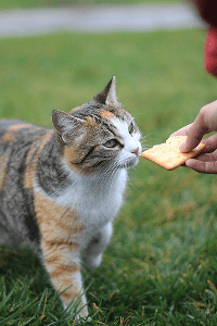 aliments interdits pour les chats - mon chat et moi