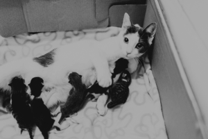 durée gestation chat - mon chat et moi