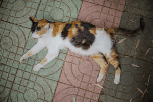 durée gestation chat - mon chat et moi-4