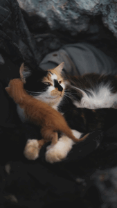 gestation chat - mon chat et moi-5