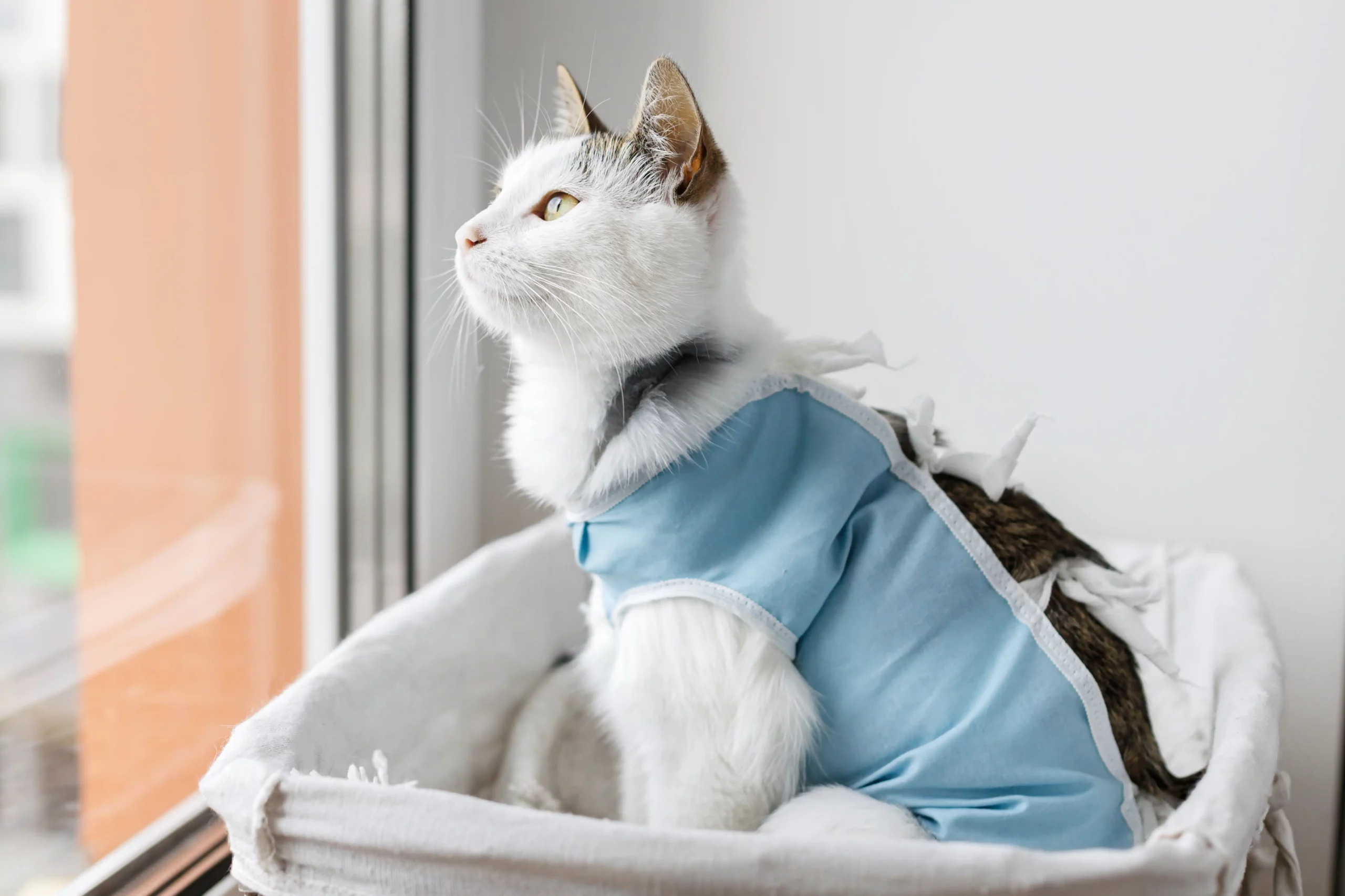 Âge de stérilisation du chat