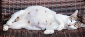 signes de fin de gestation chez le chat