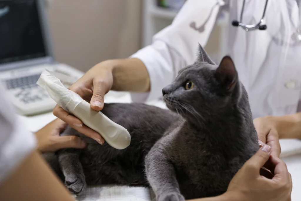 signes de fin de gestation chez le chat