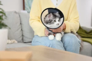 Âge de stérilisation du chat