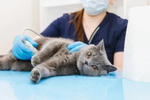 signes de fin de gestation chez le chat