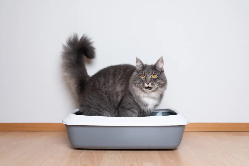 Chat qui ne fait pas pipi : une urgence vétérinaire vitale