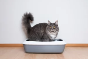 Chat qui ne fait pas pipi : une urgence vétérinaire vitale