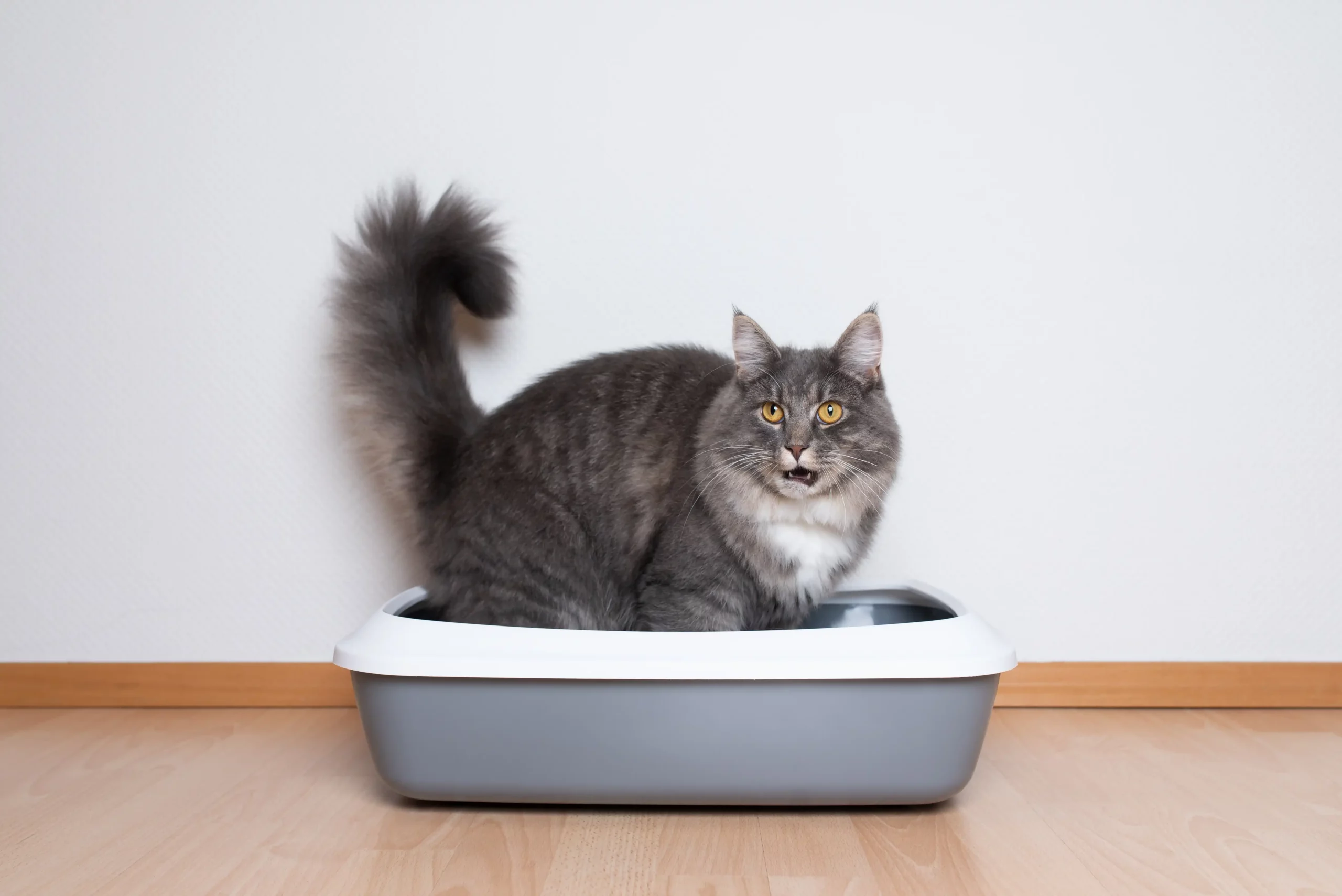 Chat qui ne fait pas pipi : une urgence vétérinaire vitale