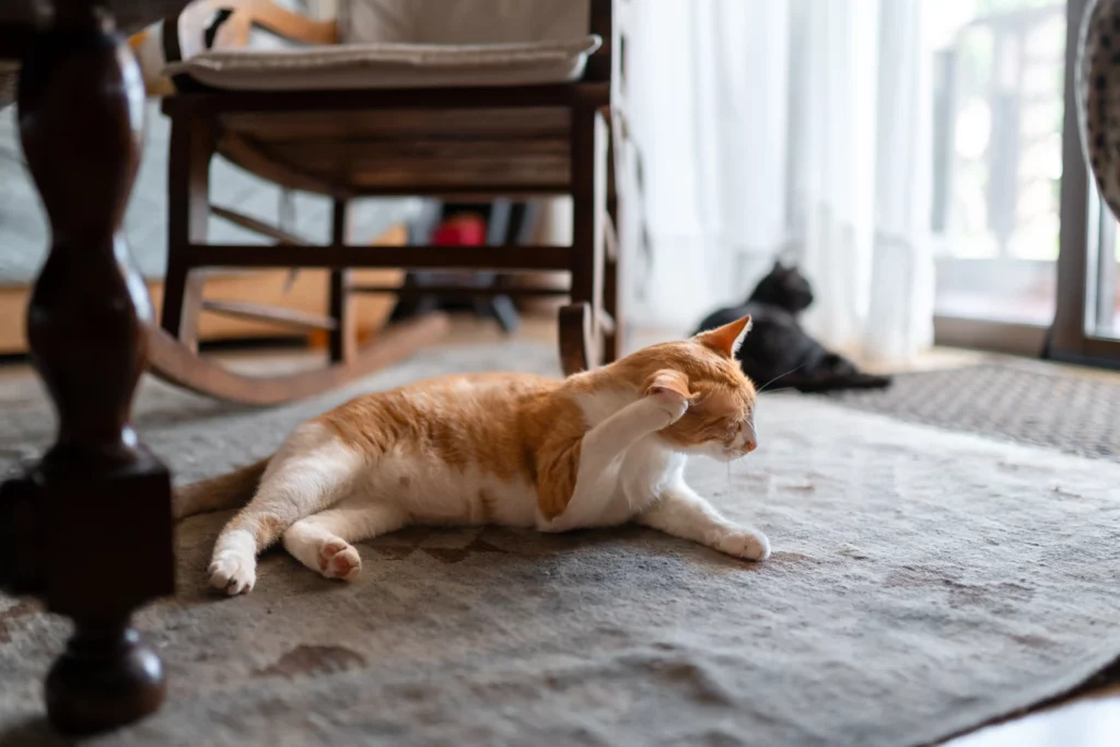 la gale des oreilles du chat contagieuse à l’homme