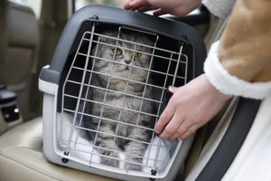 chat en voiture - mon chat et moi1