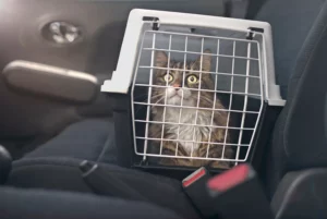 chat en voiture - mon chat et moi2